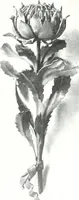 An illustration from The Australian flora in applied art (1915)