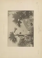 An illustration from The avifauna of Laysan and the neighbouring islands : with a complete history to date of the birds of the Hawaiian possessions (1893)