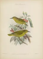 An illustration from The avifauna of Laysan and the neighbouring islands : with a complete history to date of the birds of the Hawaiian possessions (1893)