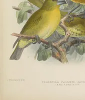 An illustration from The avifauna of Laysan and the neighbouring islands : with a complete history to date of the birds of the Hawaiian possessions (1893)