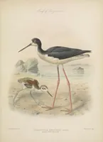An illustration from The avifauna of Laysan and the neighbouring islands : with a complete history to date of the birds of the Hawaiian possessions (1893)