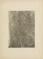 An illustration from The avifauna of Laysan and the neighbouring islands : with a complete history to date of the birds of the Hawaiian possessions (1893)