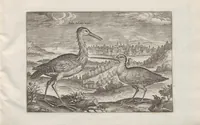 Picture 5 of 24 from Avium vivae icones (1580), leaf 13