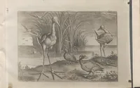 An illustration from Avium vivae icones (1580)