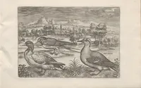 Picture 7 of 24 from Avium vivae icones (1580), leaf 17
