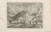 An illustration from Avium vivae icones (1580)