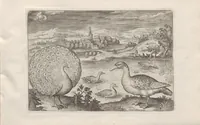 Picture 9 of 24 from Avium vivae icones (1580), leaf 21