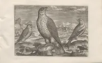 Picture 10 of 24 from Avium vivae icones (1580), leaf 23