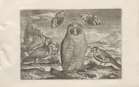 An illustration from Avium vivae icones (1580)