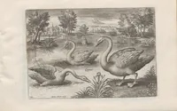 An illustration from Avium vivae icones (1580)