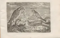 An illustration from Avium vivae icones (1580)
