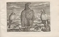 An illustration from Avium vivae icones (1580)