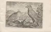 An illustration from Avium vivae icones (1580)