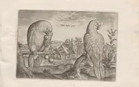 An illustration from Avium vivae icones (1580)