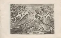 Picture 18 of 24 from Avium vivae icones (1580), leaf 47