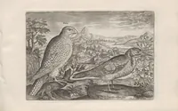 An illustration from Avium vivae icones (1580)