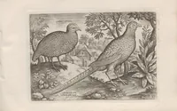 An illustration from Avium vivae icones (1580)