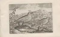 Picture 21 of 24 from Avium vivae icones (1580), leaf 53