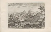 An illustration from Avium vivae icones (1580)