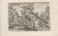 An illustration from Avium vivae icones (1580)
