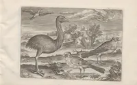 An illustration from Avium vivae icones (1580)
