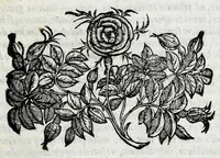 Picture 3 of 44 from Avtolyci De vario ortv et occasv astrorvm inerrantivm : libri dvo, nvnc primvm de Graeca lingua in Latinam conuersi : scholiis antiquis & figuris illustrati, de Vaticana Bibliotheca deprompti (1588), leaf 13