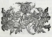 Picture 4 of 44 from Avtolyci De vario ortv et occasv astrorvm inerrantivm : libri dvo, nvnc primvm de Graeca lingua in Latinam conuersi : scholiis antiquis & figuris illustrati, de Vaticana Bibliotheca deprompti (1588), leaf 17