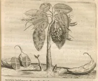 An illustration from Histoire naturelle et morale des iles Antilles de l'Amerique : Enrichie de plusieurs belles figures des raretez les plus considérables qui y sont... (1658)