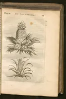 An illustration from Histoire naturelle et morale des iles Antilles de l'Amerique : Enrichie de plusieurs belles figures des raretez les plus considérables qui y sont... (1658)