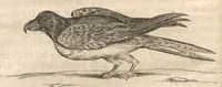 An illustration from Histoire naturelle et morale des iles Antilles de l'Amerique : Enrichie de plusieurs belles figures des raretez les plus considérables qui y sont... (1658)