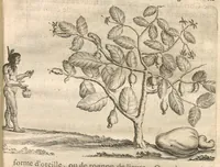 An illustration from Histoire naturelle et morale des iles Antilles de l'Amerique : Enrichie de plusieurs belles figures des raretez les plus considérables qui y sont... (1658)
