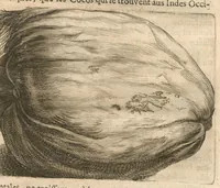An illustration from Histoire naturelle et morale des iles Antilles de l'Amerique : Enrichie de plusieurs belles figures des raretez les plus considérables qui y sont... (1658)