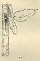 Picture 7 of 16 from Routledge's Every Girl's Annual (1883), leaf 266