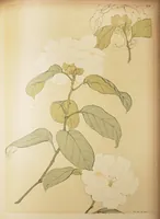 An illustration from Le Japon artistique : documents d'art et d'industrie. Vol 1 (1891)