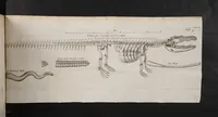 An illustration from Musæum Regalis Societatis. Or a catalogue & description of the natural and artificial rarities belonging to the Royal Society and preserved at Gresham Colledge (1681)