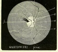 Picture 13 of 17 from Du diagnostic des maladies des yeux par la chromatoscopie rétinienne : précédé d'une étude sur les lois physiques et physiologiques des couleurs / par X. Galezowski (1868), leaf 181