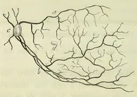 An illustration from Du diagnostic des maladies des yeux par la chromatoscopie rétinienne : précédé d'une étude sur les lois physiques et physiologiques des couleurs / par X. Galezowski (1868)