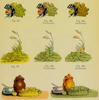 Picture 4 of 7 from Colour-blindness and colour-perception (1909), leaf 141
