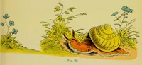 An illustration from Colour-blindness and colour-perception (1909)