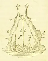 An illustration from Consult me, to know how to cook meats, poultry, fish, game, vegetables, soups, gravies, sauces, meat pies, puddings, food for the sick, &c.; consult me on confectionary ... consult me on household management and economy; ... consult me on diseases and their remedies ... consult me on how to dye ... consult me also on a thousand other things (1868)