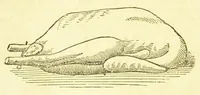 An illustration from Consult me, to know how to cook meats, poultry, fish, game, vegetables, soups, gravies, sauces, meat pies, puddings, food for the sick, &c.; consult me on confectionary ... consult me on household management and economy; ... consult me on diseases and their remedies ... consult me on how to dye ... consult me also on a thousand other things (1868)