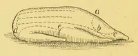 An illustration from The household oracle : a popular referee on subjects of household enquiry : including: - house building, buying and renting; house furnishing and decoration; housekeeping and domestic cookery; plain and fancy needlework; home farming, gardening, medicine; law; an epitome of the history of the world and the growth of the human family; the formation of our mother tongue and the rules of English grammar; a dictionary of religions; stepping stones of English history and a sketch of the English constitution setting forth the rights, privileges and duties of the English householder parochial, municipal, imperial; the story of the calendar, standards of weights and measures; arithmetical tables and tables of interest and a ready reckoner; household amusements, games, chess, cards and other indoor games, dancing, swimming, etiquette, ... (1897)