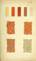 An illustration from Zur Physiologie des Sehens und der Farbenempfindung [electronic resource] (1877)