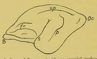 An illustration from Optical illusions of motion [electronic resource] (1882)