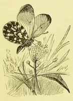 An illustration from Animal coloration : an account of the principal facts and theories relating to the colours and markings of animals (1892)