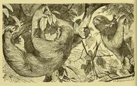 An illustration from Animal coloration : an account of the principal facts and theories relating to the colours and markings of animals (1892)