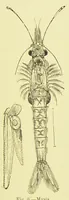 An illustration from Animal coloration : an account of the principal facts and theories relating to the colours and markings of animals (1892)