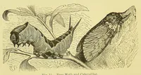 Picture 5 of 17 from Animal coloration : an account of the principal facts and theories relating to the colours and markings of animals (1892), leaf 148
