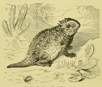 An illustration from Animal coloration : an account of the principal facts and theories relating to the colours and markings of animals (1892)