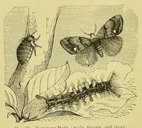 An illustration from Animal coloration : an account of the principal facts and theories relating to the colours and markings of animals (1892)